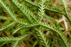 Lycopodium scariosum. Ventral surface of aerial branches showing two rows of larger lateral leaves and two rows of smaller ventral leaves.
 Image: L.R. Perrie © Leon Perrie CC BY-NC 4.0